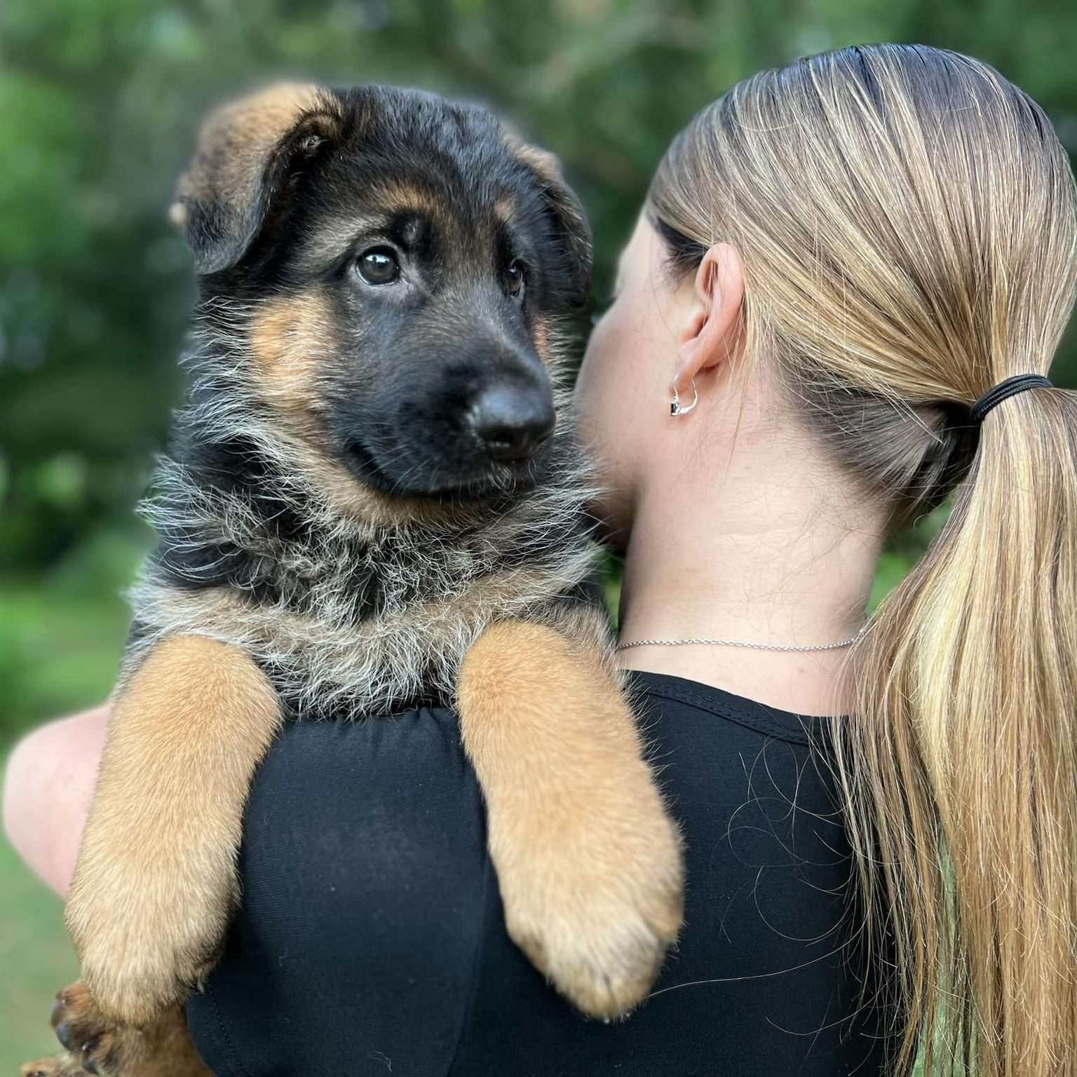 German Shepherds in USA