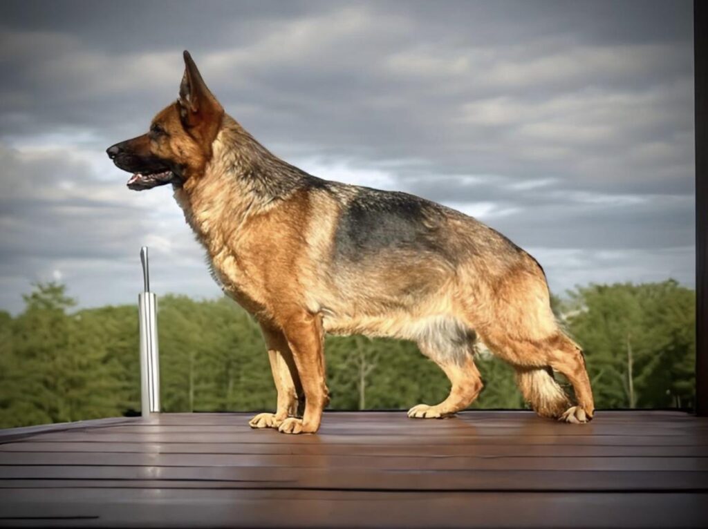 German Shepherds in Minnesota