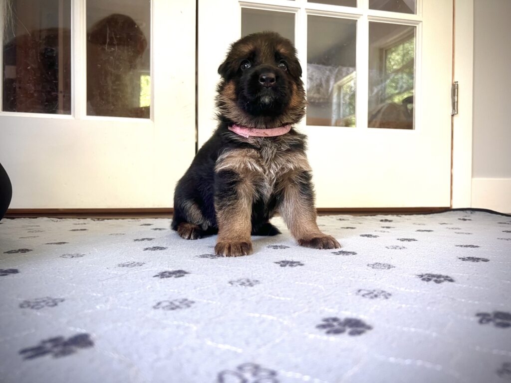 buy German Shepherds puppy