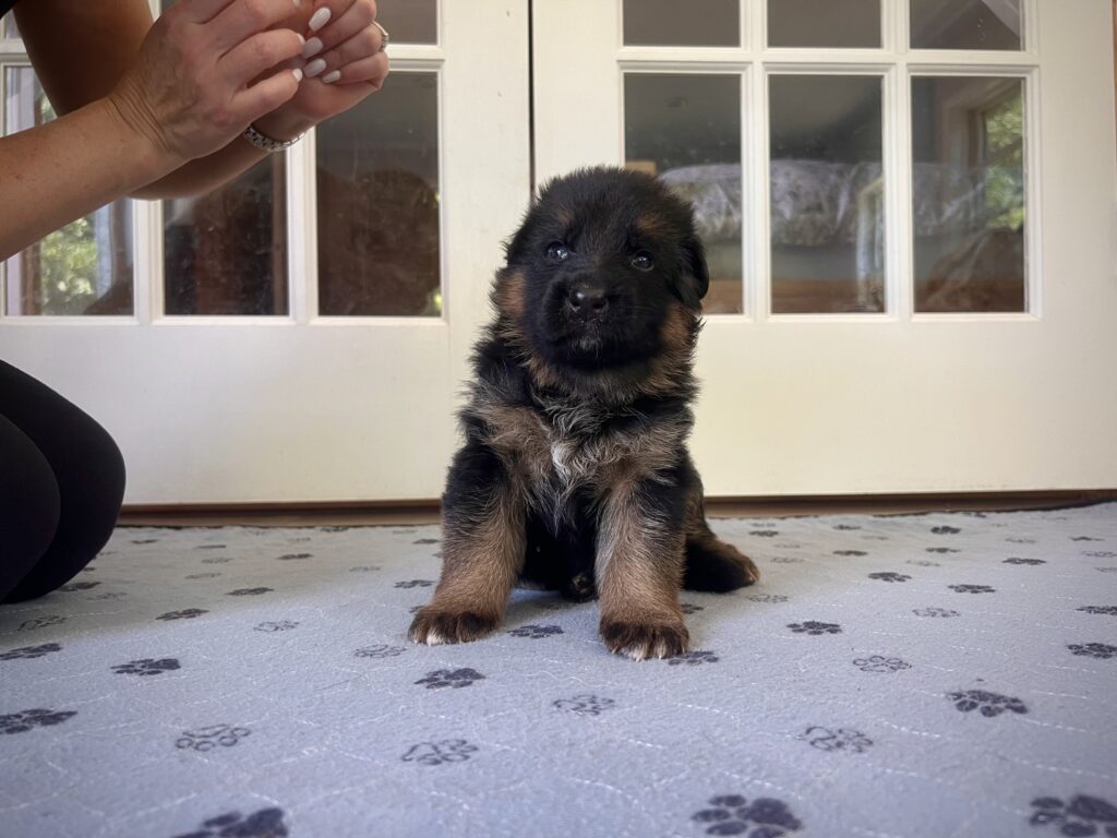 buy German Shepherds puppy