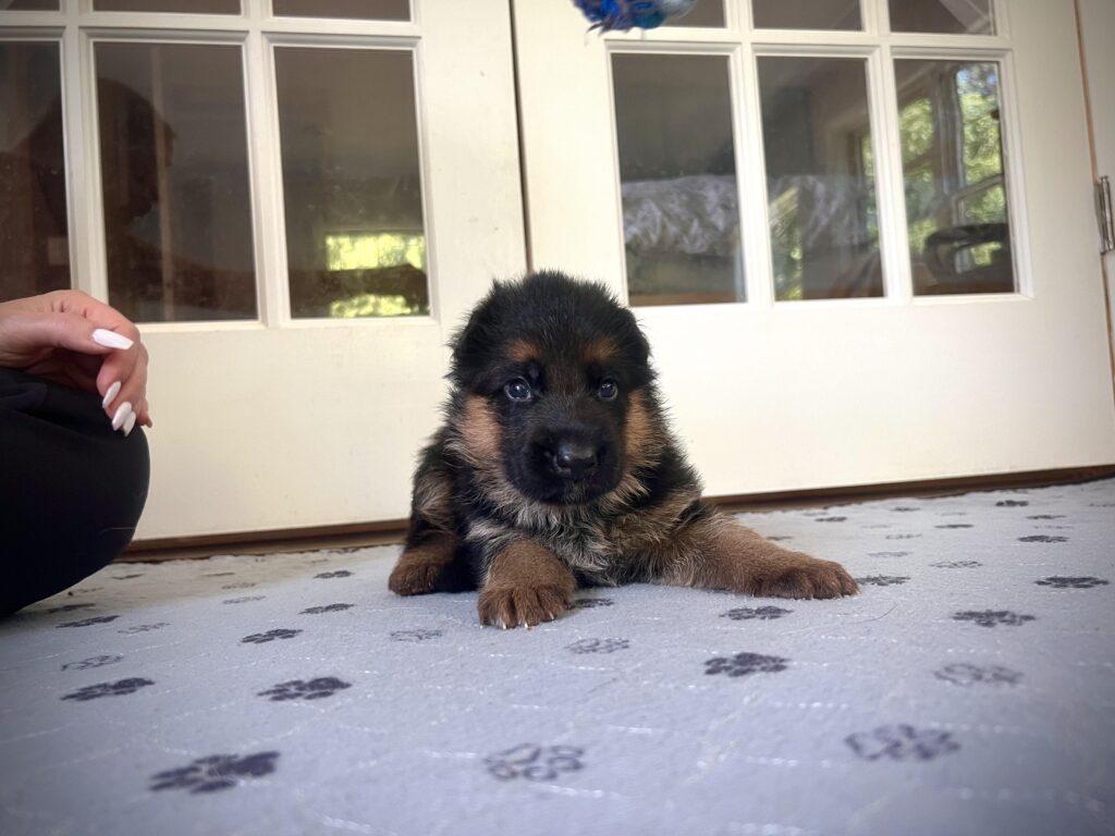 Buy german puppy