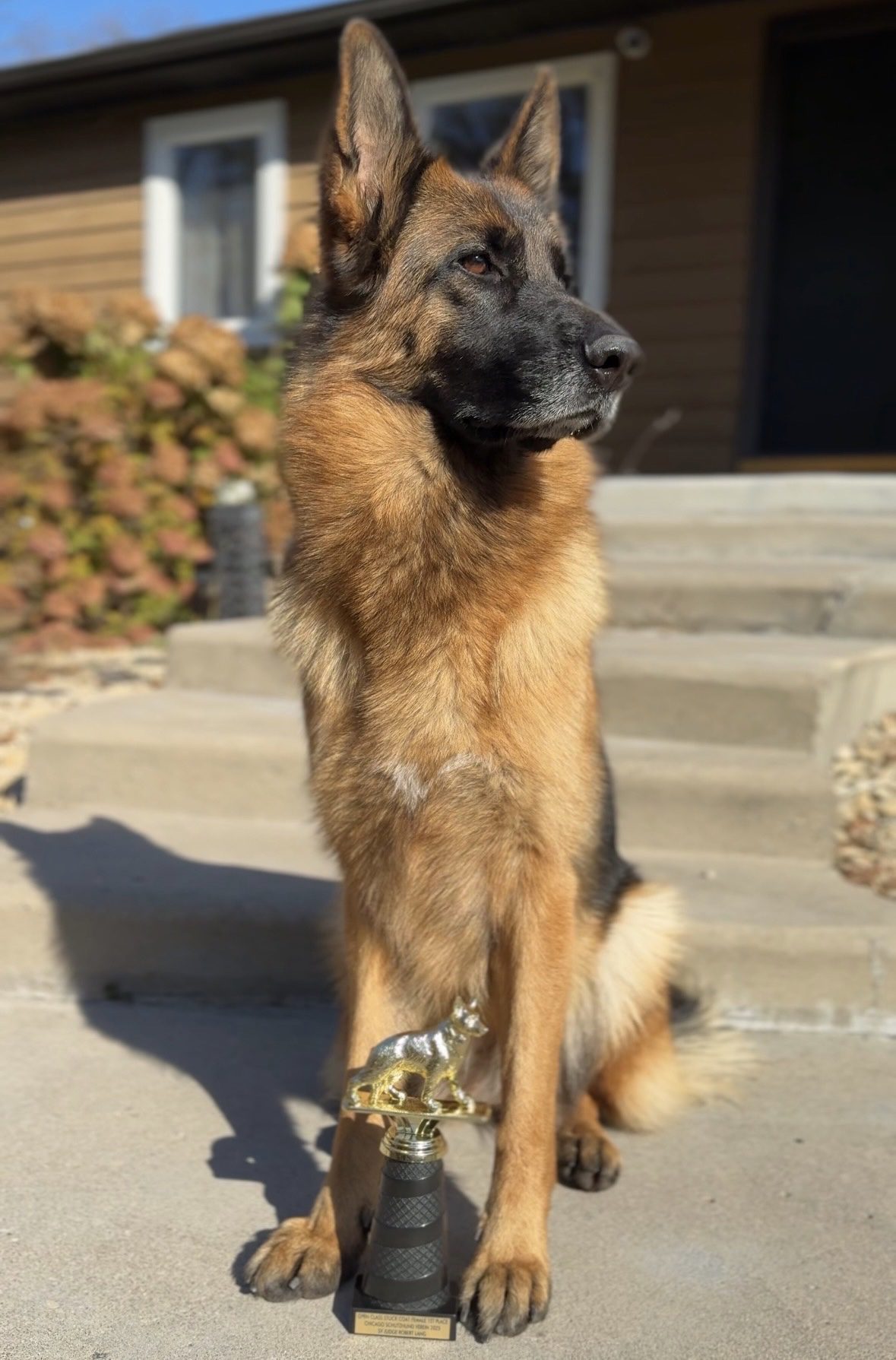 Top line Purebred German Shepherds in Minnesota | USA